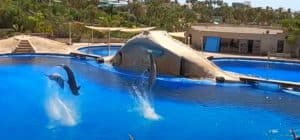 Dolphin Show Costa Adeje Aqualand